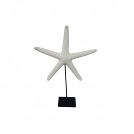 Sand Stone Star Fish