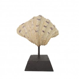 Scallop Shell on Stand