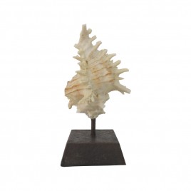Dianty Spider Shell on Stand