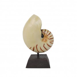 Nautilus Shell on Stand