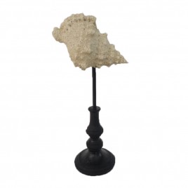 Triton Horn Shell on Stand