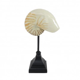Nautilus Shell on Stand