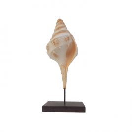 Spiral Fossil Shell Sculpture