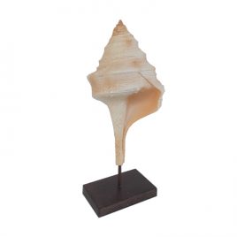 Spiral Fossil Shell Sculpture