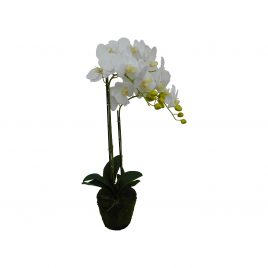 White Orchid with moss root (S)