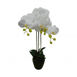 White Orchid with moss root (L)