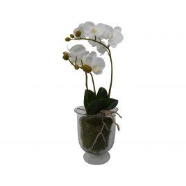 White Orchid in a root ball
