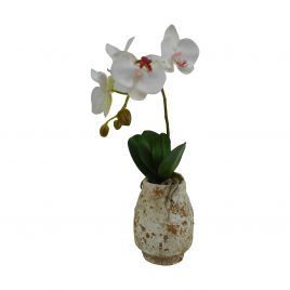 Orchid in clay pot