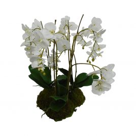 White Phalaenopsis Orchid Plant Potted w/ Moss