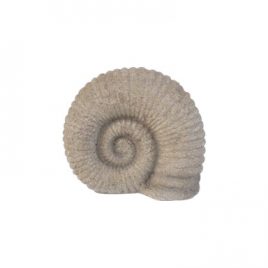 Nautilus Fossil Shell Sculpture