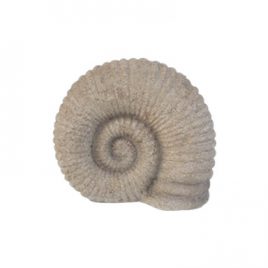 Nautilus Fossil Shell Sculpture