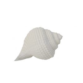 Decorative Sand Stone Sea Shell