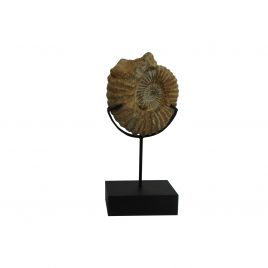 Medium Fossil (Atlas Mountains)