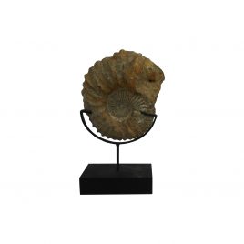 Small Fossil (Atlas Mountains)