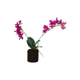 Purple Orchid with moss root