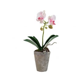 Orchid in a clay pot