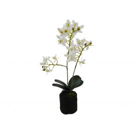 White Orchid with pot