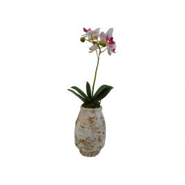 Orchid in clay pot