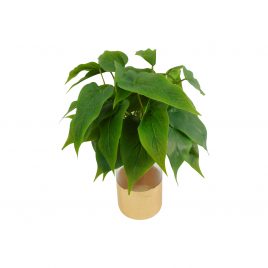 Jungle leaves