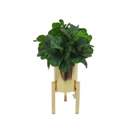 Fiddle Leaf fig in Gold Planter