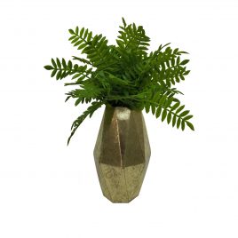 Chinese Evergreen in in Gold Vase