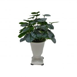 Calla Leaf in Ceramic Vase