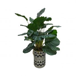 Philodendron Artificial Plant in Black & White Ceramic Vase