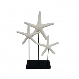 Sand Stone Star Fish (S)