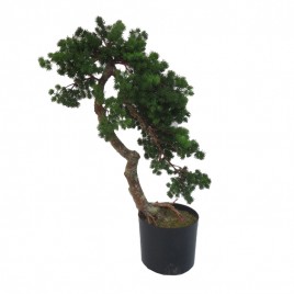 Bonsai Tree(XL)