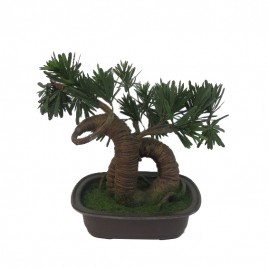 Bonsai Tree (M)