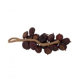 Decorative buckeye nuts