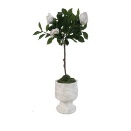 English Rose Potted Tree