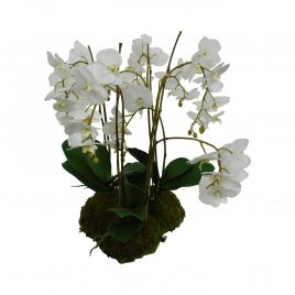 White Phalaenopsis Orchid Plant Potted with Moss