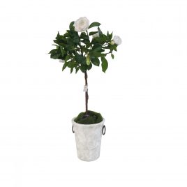 English Rose Potted Tree