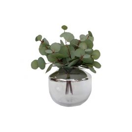 Eucalyptus Branch