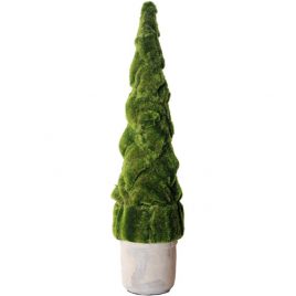 Buxus Tree (L)