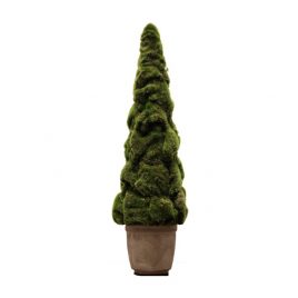 Buxus Tree (S)