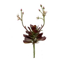 Decorative Plants