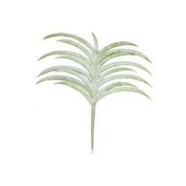 Orchid Leaf