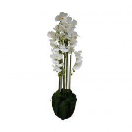 White Orchid with moss root (XL)
