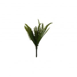 Fern