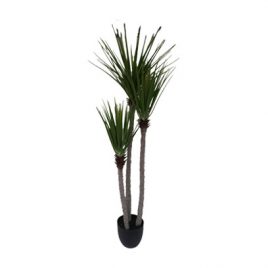 Yucca Treculeana Tree