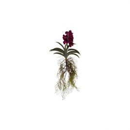 Orchid with root