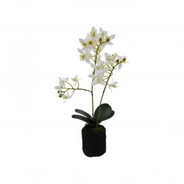 White Orchid with pot