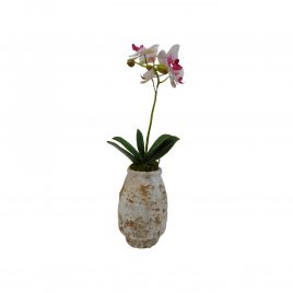 Orchid in clay pot