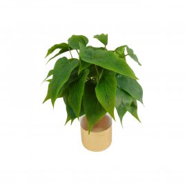 Jungle leaves