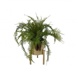 Boston Fern in Gold Planter