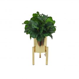 Fiddle Leaf fig in Gold Planter