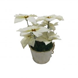 White Christmas Flower in Country Wooden Pot (L)