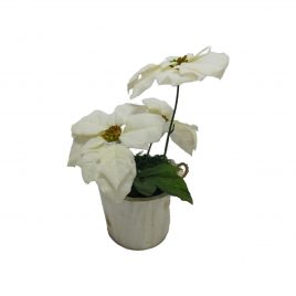White Christmas Flower in Country Wooden Pot (S)
